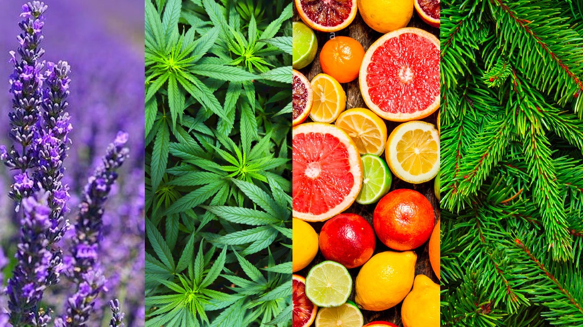 Do Terpenes Get You High Buy Weed Online Gas Dank Dispensary Near