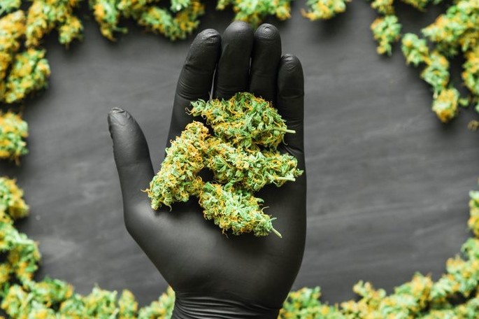 Best Online Cannabis Despansery