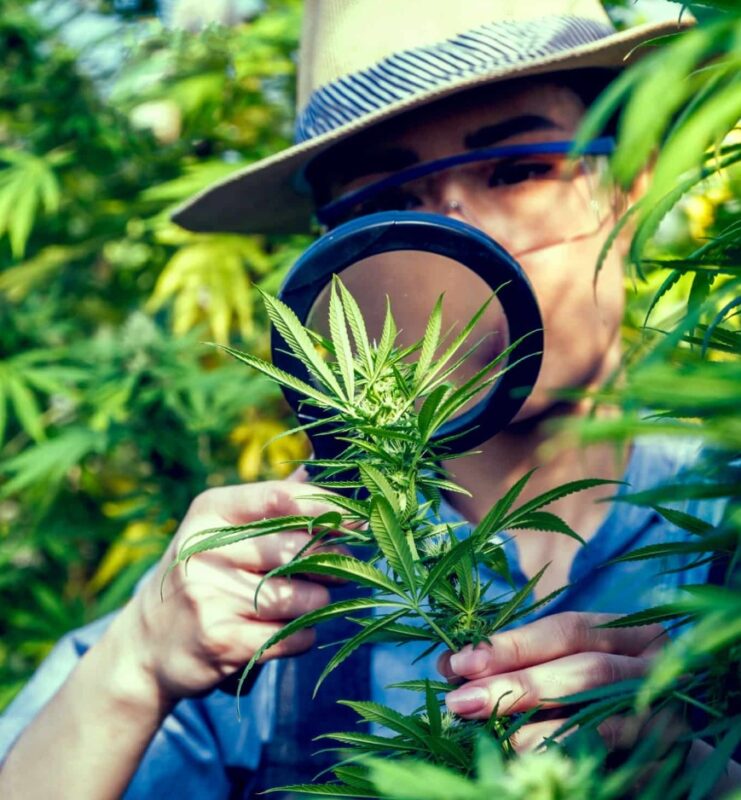 Journey Through Marijuana Culture with Online Cannabis Store