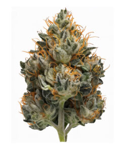 gasdank bud