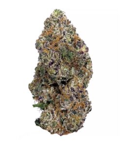Goudaberry - AAAA+