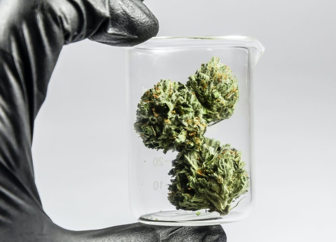 Best Online Cannabis Despansery
