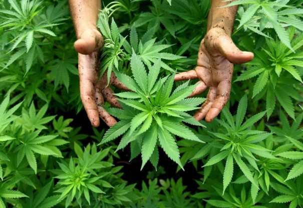 Best Edibles and Marijuana Online In Toronto