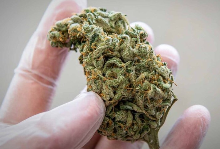 Best Online Cannabis Store in Toronto