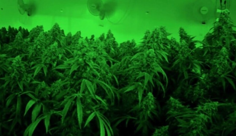 Best Online Cannabis Despansery