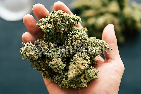 Best Hunny Pot Cannabis Dispensary