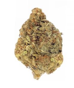 Mimosa - AA
