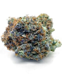 Orange Creamsicle - AAAA
