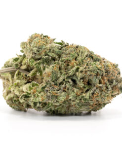 Pink Gorilla
