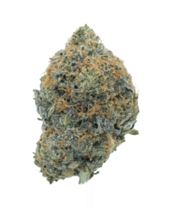 Pink Ghost Indica