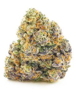 Purple Monkey