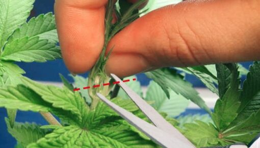 Guide De Culture Du Cannabis : Topping Vs. Fimming - Achetez De L'herbe ...