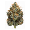 gasdank bud