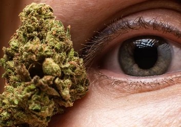 How Does Cannabis Affect Eyes - Buy Weed Online Gas-Dank | Dispensary ...