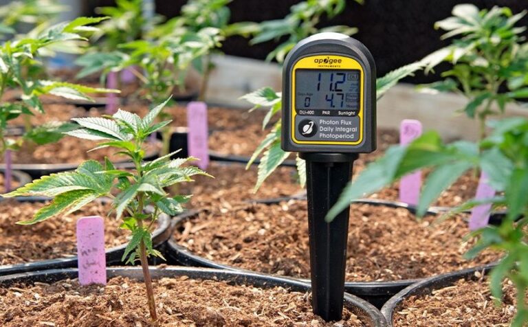 How to Use a Lux Meter to Increase Cannabis Plant Yields - Buy Weed ...